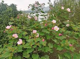 Image result for Hibiscus mutatus