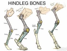 License image the bones of the leg are the femur, tibia, fibula and patella. Different Type Of Animal Hindleg Bone Diagram