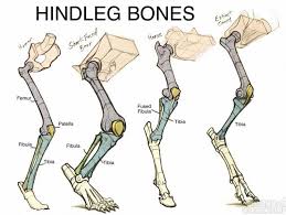 Download this free vector about diagram showing parts of horse, and discover more than 11 million professional graphic resources on freepik. Different Type Of Animal Hindleg Bone Diagram