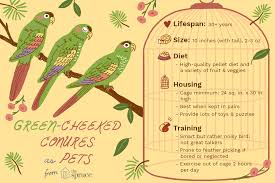 Green Cheeked Conure Bird Species Profile