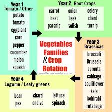 Vegetable Families And Crop Rotation Vegetable Garden