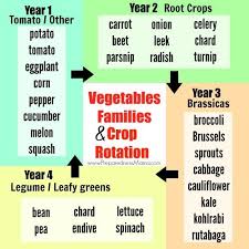 vegetable families and crop rotation vegetable garden