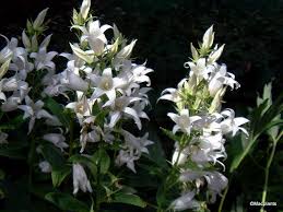 Latifolia is one of my favourite campanulas in the garden. Macplants