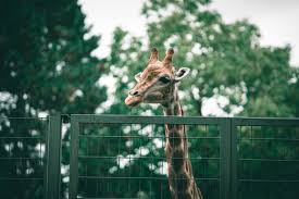 Diana and roma playing at the zoo with animals and feeds them. Zoo Photography Tips