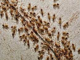 No one wants or should have to. G Pest Control Services