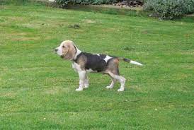 4 Month Old Beagle Pup Dog Breed Information Beagle Puppy Dog Breeds Dogs