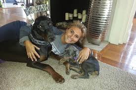 Doberman pinscher dog breed profile petfinder. Doberman Breeders Arizona Arizona Doberman Breeder