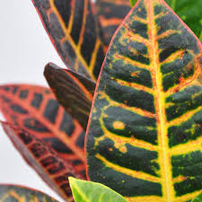 Image result for Croton