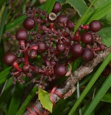 Image result for Ampelocissus abyssinica