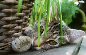 Eine nachbarkatze ist wie die vögel und die regenwürmer, die auch den garten voll machen. Katzenfreundlicher Garten 8 Wege Zu Einem Sicheren Katzen Garten Tatzen Und Pfoten