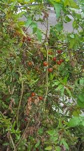 Image result for Solanum linneanum