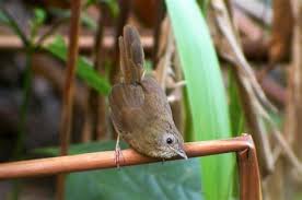 Burung yang juga disebut dengan jenis penyebaran burung cucak jenggot ini meliputi gunung pojok tiga diantara perbatasan antara. Jenis Burung Jenggot Mini 50 Jenis Burung Langka Dan Unik Dilengkapi Dengan Gambar Penelope Blog