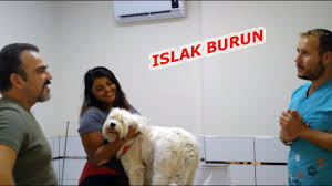 Kopegim Hamile Mi 2 Veteriner Hekim Muayenesi Gebelik Belirtileri Nelerdir Youtube
