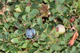 Image result for Vaccinium madagascariense