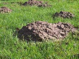 Hier muss besonders sorgfältig und genau vorgegangen werden, da das myzel sehr weit verzweigt ist und nicht selten mehr als 30 cm tief. Pilzkrankheiten Im Rasen Deingruen De