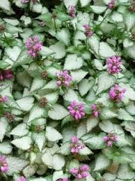 We did not find results for: Lamium Beacon Silver Lamium Perennial Plants Plant Sale Perennials