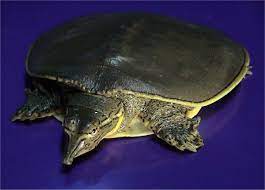 The eggs are laid about 100 meters away from water in areas that are sandy. Spiny Softshell Turtle Wikipedia