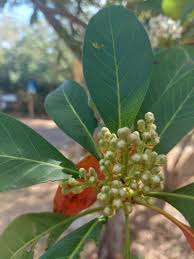 Image result for Pittosporum abyssinicum