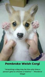 pembrokewelshcorgipuppy pembroke welsh corgi puppy corgiworld kingdomofcat guru is our new fr pembroke welsh corgi puppies pembroke welsh corgi corgi puppy