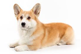 Growth chart welsh corgi cardigan : Pembroke Welsh Corgi Dog Breed Information