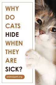 Why Do Cats Hide When They Are Sick Cat Hiding Sick Cat Cat Care Tips