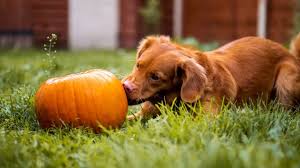 How much pumpkin can i give my dog? Canned Pumpkin For Your Pets Safety Tips And Recipes For Dogs And Cats