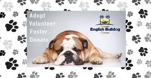 It's a great way to get the puppy you want today with affordable monthly payments. Florida English Bulldog Rescue Home Facebook