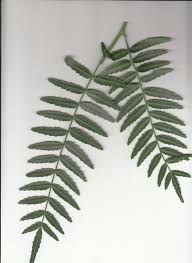 Image result for Schinus molle