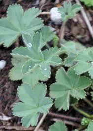 Image result for Alchemilla kiwuensis