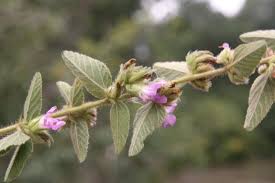 Image result for Melochia