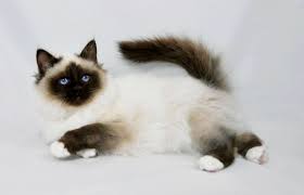 Birman Kittens For Sale Near Me Razas De Gatos Megapost Parte 1 Birman Kittens Birman Cat Kittens