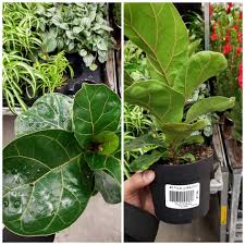 I am not sure how they can sell one 3 or 4 ft tall fig tree for $5! Saw This Fiddle Leaf Fig For 8 At Home Depot Should I Buy It Or Not Considering That It Becomes Humongous In A Few Years Indoorgarden