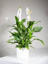 Image result for Spathiphyllum