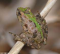 Check spelling or type a new query. Northern Cricket Frog Acris Crepitans