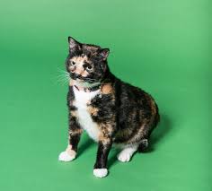 After joining the wild things staff, savannah has continued that learning and is currently focusing her higher studies on crocodilian. Best In Pets 2020 Jacksonville Magazine