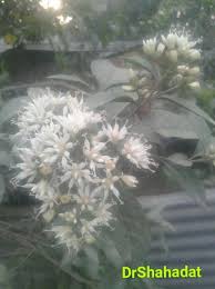 Image result for Vernonia nepetifolia