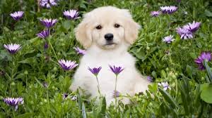Schau dir bei tiktok kurze videos über #dogsandflowers an. Cute Dog Dogs Animals Background Wallpapers On Desktop Nexus Image 2401261