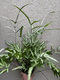 Image result for Pteris dentata