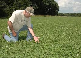 Knowing food plot herbicides is critical for food plot weed control, do you know enough to properly in order to achieve complete food plot weed control, there are 3 moments in a food plot's life you. Food Plot Species Profile Ladino Clover Nda