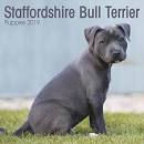 Staffordshire Bull Terrier Dog Breed Profile | Petfinder
