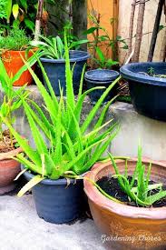 Stock up on the supplies you'll need, and then get the full rundown on aloe vera plant care below. How Fast Does Aloe Vera Grow And How To Grow Them Faster