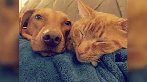 Kinder mit haustieren sind oft aktiver. Haustiere Fur Kinder Welches Tier Fur Mein Kind Brigitte De