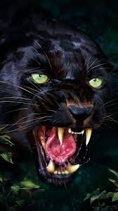 We did not find results for: Angry Blackpanther Iphone Wallpaper Cute Animals Big Cats Art Animal Photography