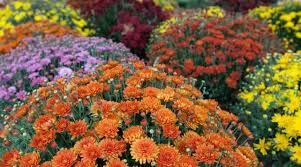 Der Herbst Ist Gleichbedeutend Mit Der Blute Der Bunt Farbigen Chrysanthemen Uber 200 Verschiedene Arten Umfasst Dieser Pflanzen Herbstgarten Chrysanthemen