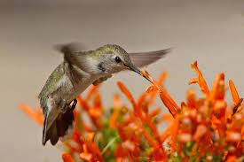 We did not find results for: Top Flowering Trees Shrubs To Attract Hummingbirds Butterflies How To Attract Hummingbirds Flowering Trees Butterfly Plants
