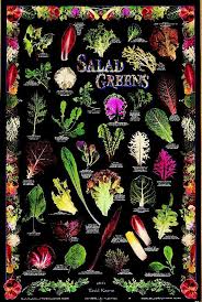Salad Greens Poster Amazing Gardens Growing Tomatoes
