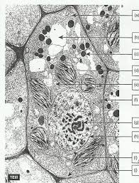Maybe you would like to learn more about one of these? Aice Biology Chapter 1 Plant Cell Electron Micrograph Labeling Diagram Quizlet