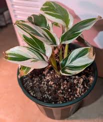 Image result for Maranta arundinacea