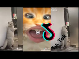 7 Funny Cat Videos Funny Cats Awesome Animals Funny Videos Youtube In 2020 Funny Cat Videos Funny Cats Funny Gif