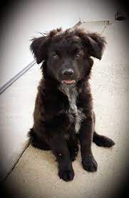 Adopt Oli B On Petfinder Dog Adoption Near Me Dog Adoption Dogs And Puppies